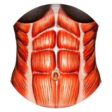 Abdomen