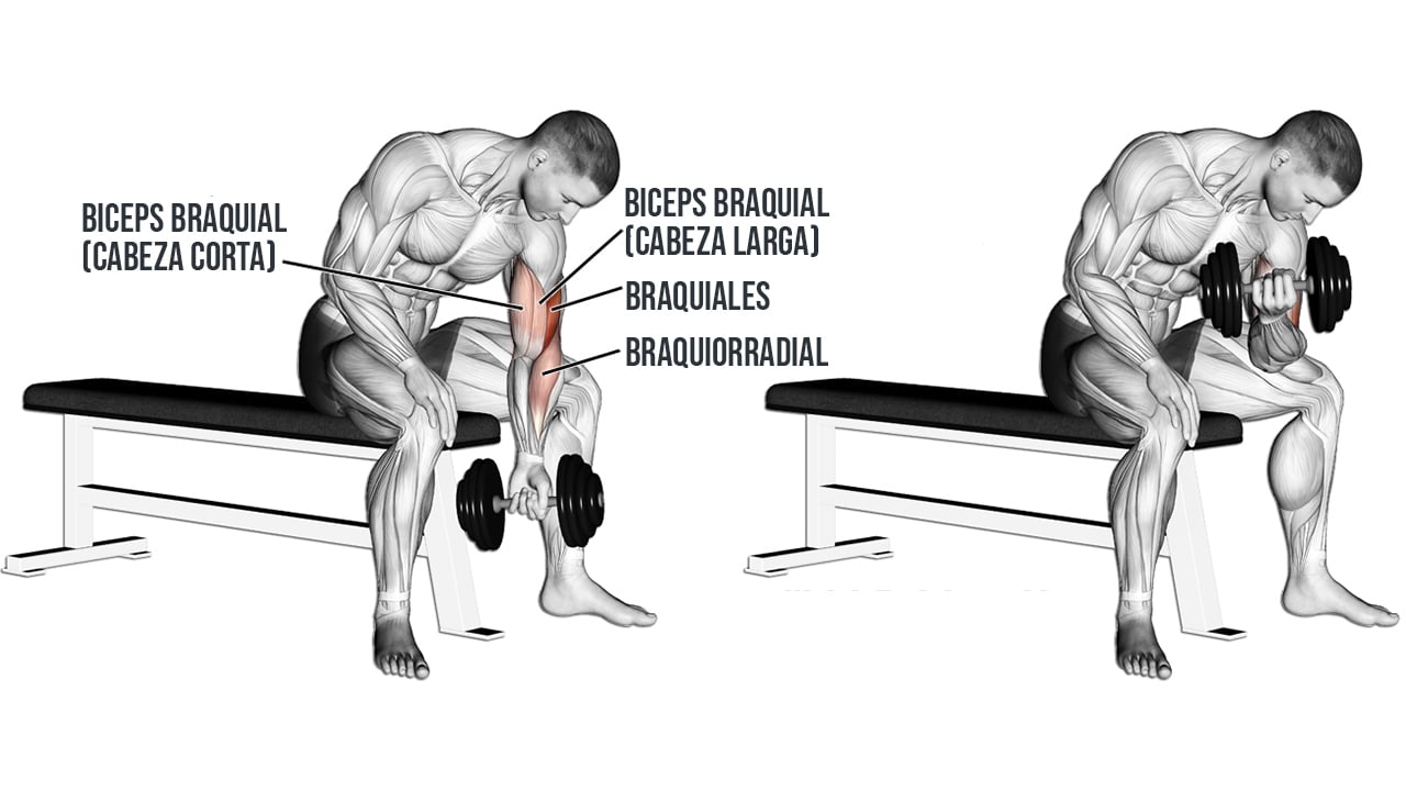 Curl de biceps concentrado con mancuernas Curl de biceps concentrado con mancuernas