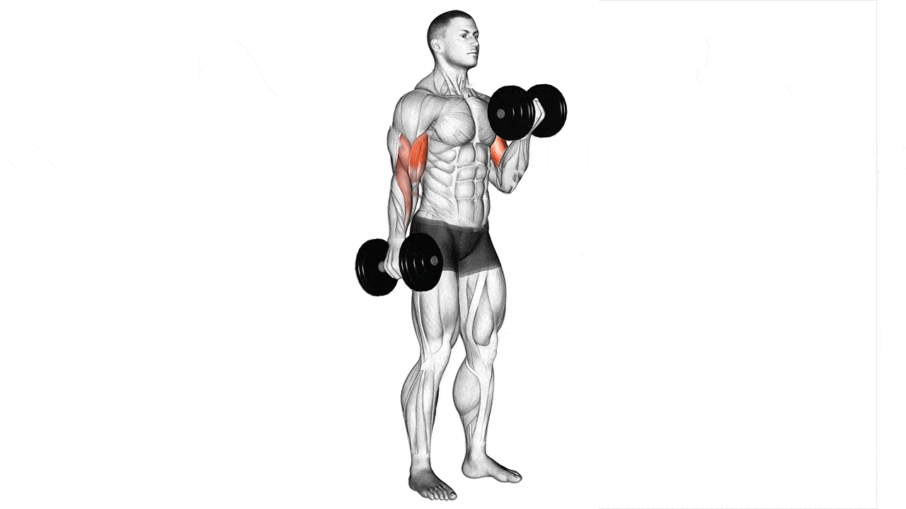 Curl-de-biceps Curl-de-biceps
