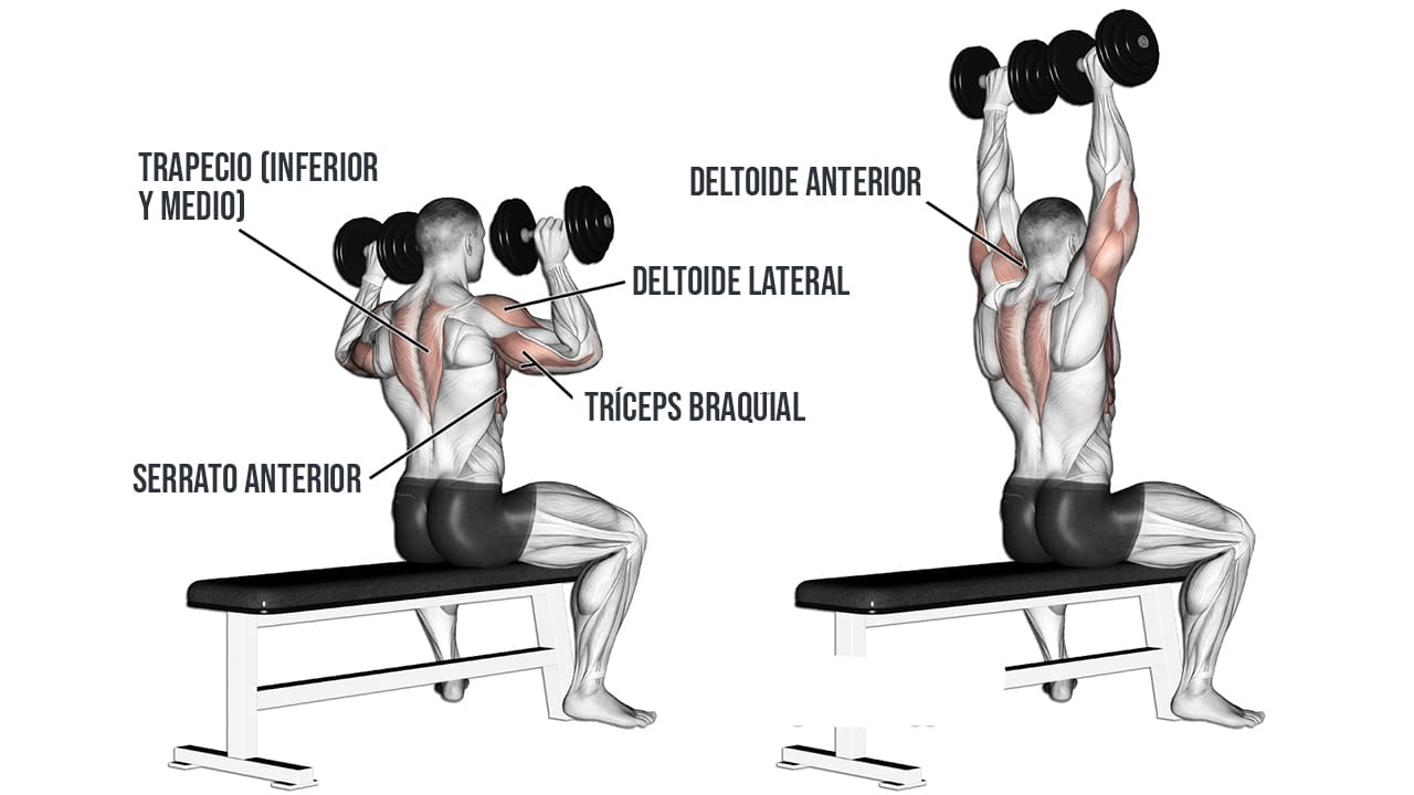 Press militar sentado para hombros - musculos involucrados Press militar sentado para hombros - musculos involucrados
