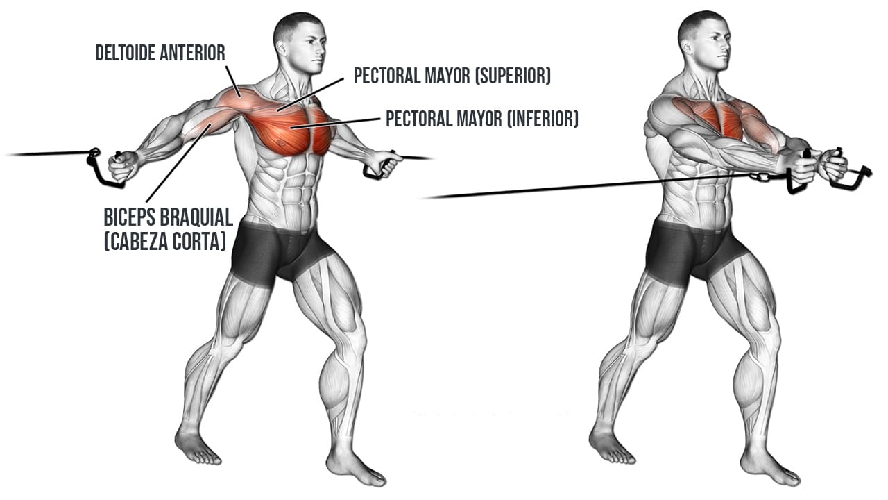 Cruces en polea alta o crossover para pectorales Músculos que trabaja Cruces en polea alta o crossover para pectorales Músculos que trabaja