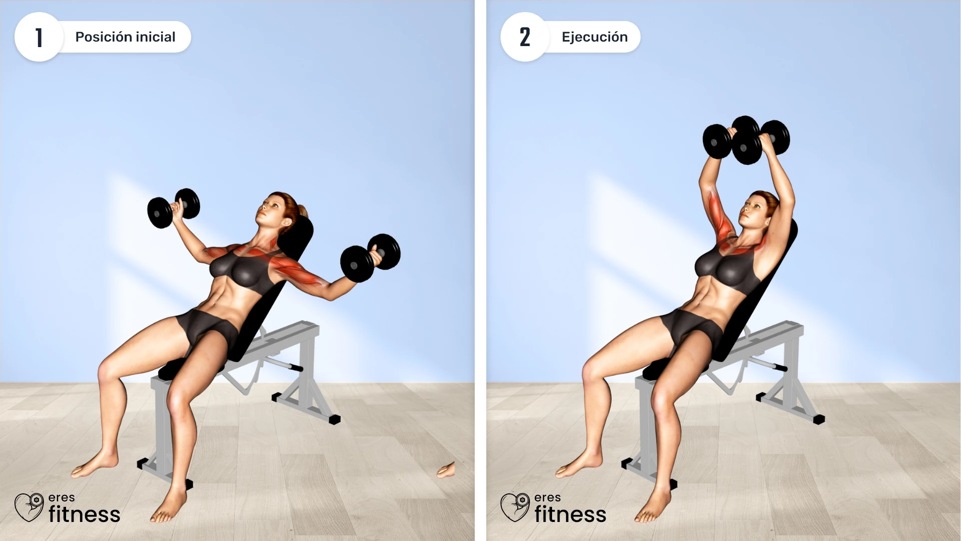 25141105-Dumbbell-Incline-Fly-(female)_Chest_max ¿Cómo hacer aperturas con mancuernas en banco inclinado?